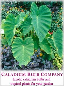 Caladium Bulb
