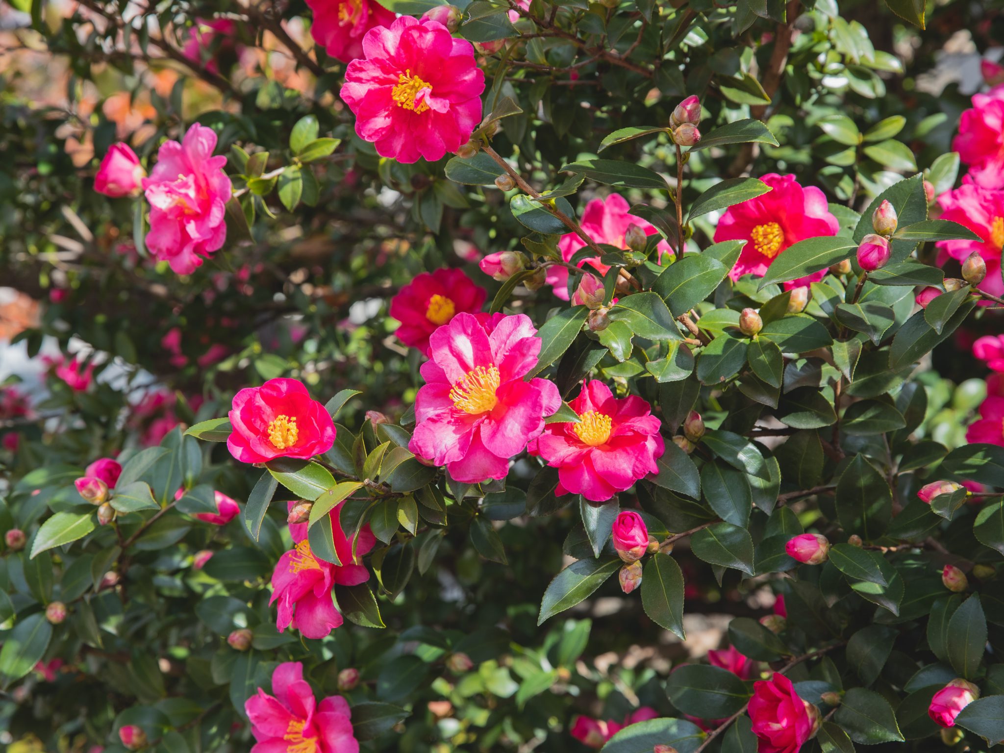 Top 10 Common Flowering Bushes: Garden and Blooms