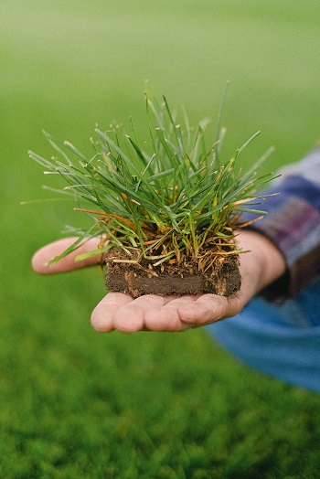 planting grass seeds