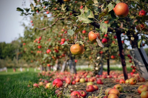 autumn gardening tips